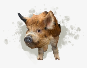 Kunekune Pig - Domestic Pig