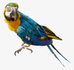 Large Parrot Png Clipart - Parrot Transparent Background