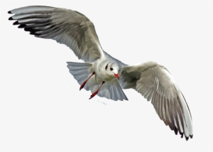 Animals Png - Birds With Silver Feathers