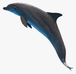 Free Png Dolphin Png Images Transparent - Дельфин Png