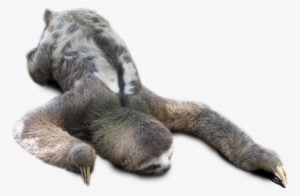 Sleepy Sloth - Sloth On A Clear Background
