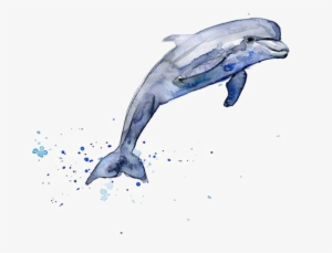 Drawing Dolphin Watercolor Painting Clip Art - Dolphin Drawing Color