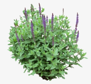 Flower Plants Png Clip Royalty Free - Shrub Png