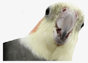 download parrot png transparent images transparent - nimfa parrot
