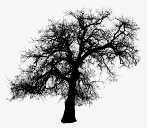 Tree Silhouette Transparent 374434 - Tilbage Til Jorden