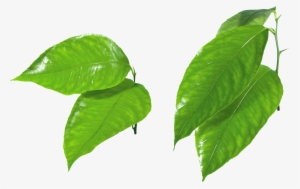 Best Free Green Leaves Png Image Without Background