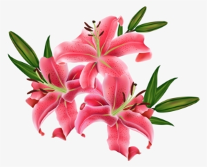 Red Lilium Png Clip Imagem Flowers Hd Wallpaper - Flower Images Png Hd