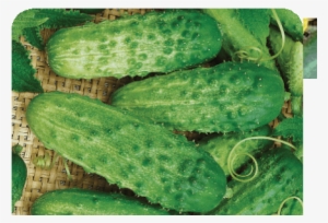 Pick A Bushel Hybr - Pick-a-bushel Hybrid Cucumber Seeds