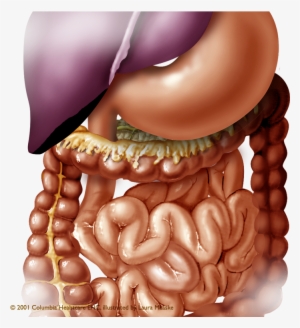 Medical Illustrations Of Abdominal Organs - Abdominal Organs Png