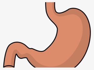 Stomach Cliparts - Clip Art