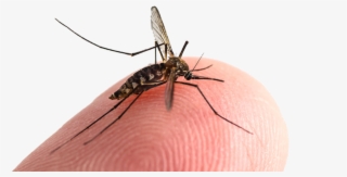 mosquitoes mosquito bites exterminator elite pest and