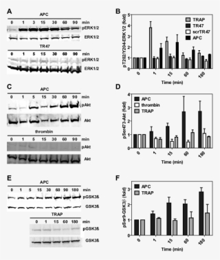 Differential Phosphorylation Was Determined For Pthr202/tyr204
