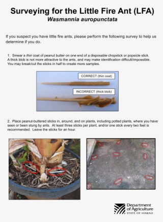 How To Test For Little Fire Ant