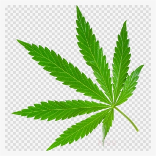 Marijuana Leaf Clipart Stock Photography Cannabis Sativa