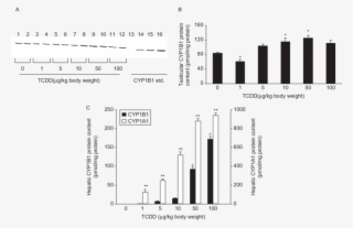 Effect Of In Vivo 2,3,7,8 Tetrachlorodibenzo P Dioxin