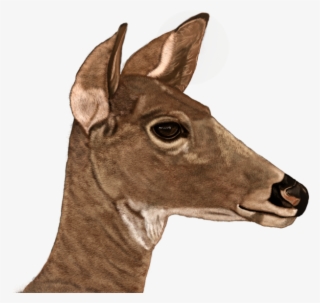 Doe Digital Painting Art