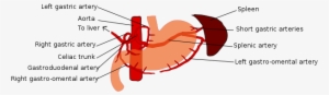 Stomach Blood Supply - Short Gastric Arteries Transparent PNG - 629x199 ...