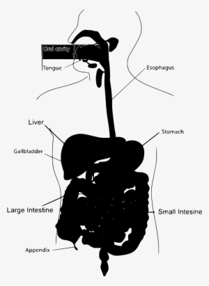 Download Png - Human Digestive System Eating Meat