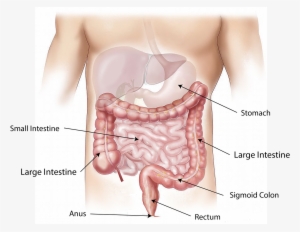 Nine Interesting Facts About The Stomach Grlife Grand - Poop In The Body