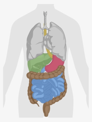 How Does Dr - Digestive System Anatomy Png