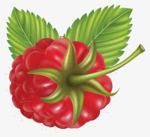 Rraspberry Png Image - Vector