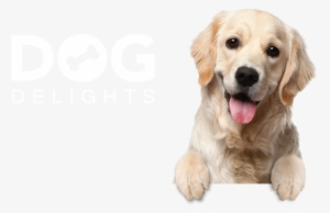 Dog Delights Background - 寵物 桌布