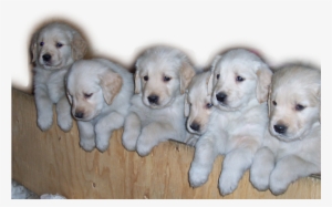 Home - Golden Retriever Puppies Png