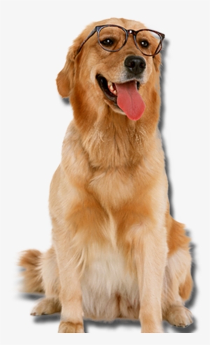 Golden Retriever With Glasses Dogs Png - Dog With Glasses Png