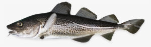 Atlantic Cod - Das Ostseefischer-kochbuch: Rezepte & Geschichten