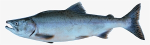 Wild Salmon Png - Salmon