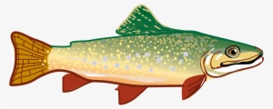 How To Make Drawing Of Fish - Trout Clipart