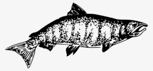 Chinook Salmon Pink Salmon Atlantic Salmon Download - Chinook Salmon Clipart