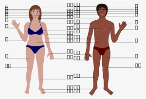 This Free Clipart Png Design Of Human Body Both Genders