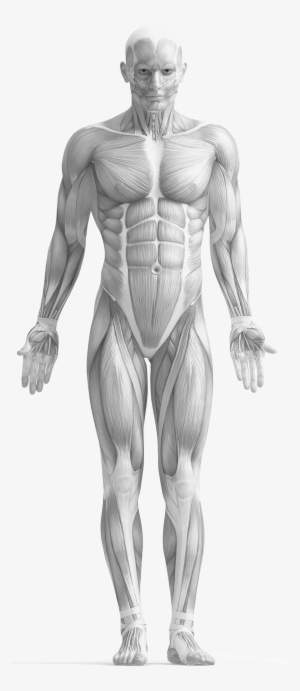 All My Life I Have Been Fascinated By The Human Body - Study Guide To Human Anatomy And Physiology 1