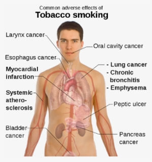 Smoking Effects On The Human Body - Some Effects Of Smoking