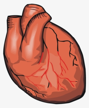 Heart - Real Heart Cartoon Transparent