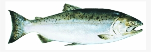 Copper River King - Alaskan Chinook Salmon