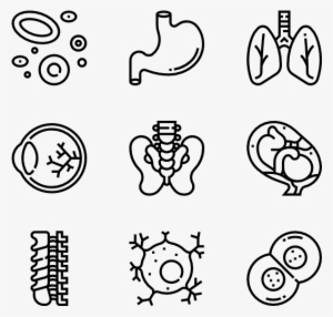 Human Organs - Hand Drawn Icons Png