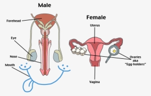 Reproductive System - Body Parts Of Male Reproductive System
