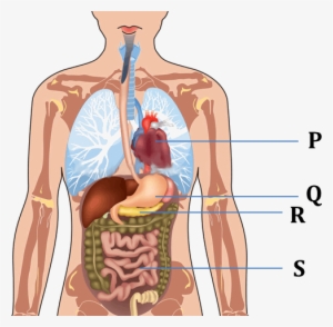 Figure Shows The Parts Of Human Body - Full Human Body Structure