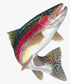 Food Fish From Ecogrow - Rainbow Trout Clipart