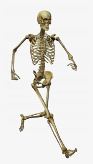 Running Skeleton - Transparent Skeleton Png