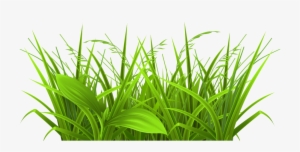 Free Download Grass Images Clip Art 6 Full Size - Physiological Efficiency For Crop Improvement
