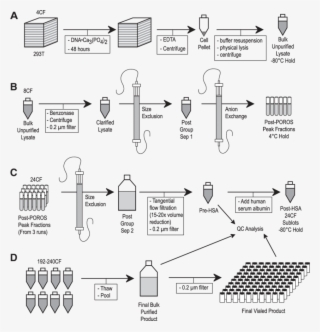 The Four Phases Of Vector Production And Purification