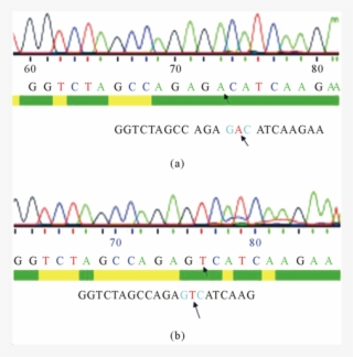 Dna Sequencing Of D816v C Kit Ptre2hyg Plasmid Construct