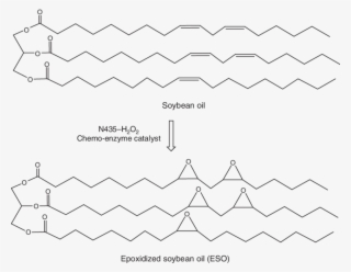 2 Synthesis Of Eso From Soybean Oil Via A Chemo-enzyme