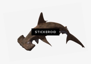 Shark Animals