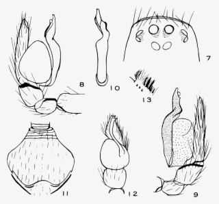 File Otiothops Diagnostic Drawings