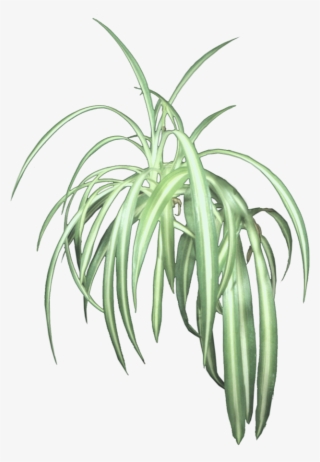 Hanging Plants Png