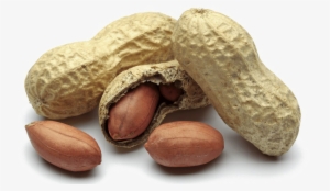 Peanut Png Free Download - Peanut